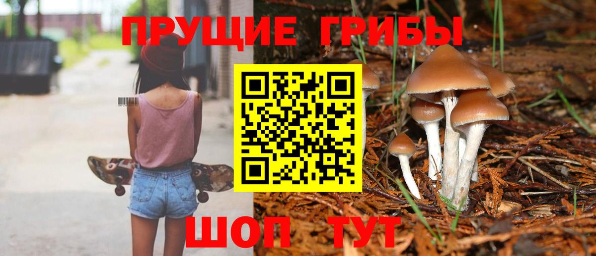 Галлюциногенные грибы Psilocybe Мариинск